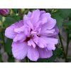 ardens