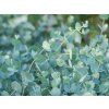 Eucalyptus Azura (2)