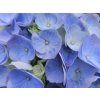 Hydrangea River Blue (2)