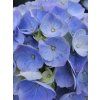 Hydrangea River Blue (3)