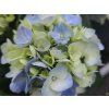 Hydrangea River Blue (1)