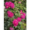 115699 4 ruze fur elise