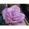Rose 'Nautica®' (Container C2 Verpackung)