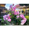 Rose 'Nautica®' (Container C2 Verpackung)