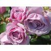 Rose 'Nautica®' (Container C2 Verpackung)