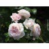 Rose 'Constanze Mozart®' (Container-Verpackung C2)