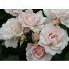 Rose 'Constanze Mozart®' (Container-Verpackung C2)