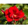 Rosa Matador (1)