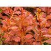 Berberis Orange Alf
