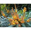 Mahonia Volcano