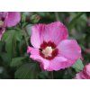 pink giant