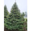 Picea pungens Glauca 2
