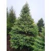 Picea pungens Glauca