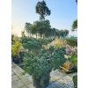 Pinus parviflora 'Glauca' (2)