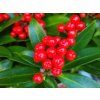 117328 2 skimie japonska red star