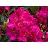 Rhododendron Kl�� (1)