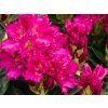 Rhododendron Kl�� (2)