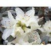 elia 1