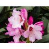 Rhododendron Danuta (2)