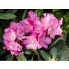 Rhododendron Sto�ec (2)