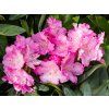 Rhododendron Sto�ec (1)