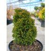 Thuja occidentalis 'Maks' (4)