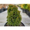 Thuja occidentalis 'Maks' (3)