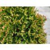 Thuja occidentalis 'Maks' (1)