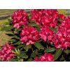 Rododendron 'Karl Naue' (Balení kontejner C2)
