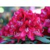 Rhododendron 'Karl Naue'
