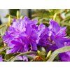 Rhododendron Gletchernacht (1)