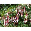Fuchsie magellonská var. auraco (Balení kontejner C2)