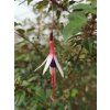 Fuchsie magellonská var. auraco (Balení kontejner C2)