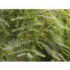 Metasequoia glyptostroboides 1020x1120 proportionalexact