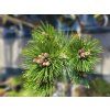 Pinus heldreichii 'Thesaloniki nr.1' (4)