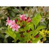 Weigela Bouquet Rose (3)