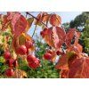 brslen ostrolist�