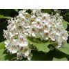 Catalpa