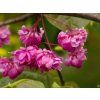 Cercis canadensis 'Pink Pom Poms' (1)