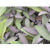 purpurea sa 1