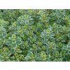 thymus
