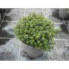 Thymus citriodorus