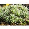 Vitaliana primuliflora subsp. assoana