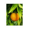 Mandarinka 'Fina' (Balení kontejner C2)