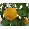 Mandarinka 'Kawano' (Balení kontejner C2)