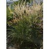 Pennisetum Fairy Tails (3)
