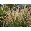 Pennisetum Fairy Tails (1)