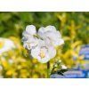 Polemonium caeruleum 'Album' (1)