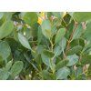 Eucalyptus Botanic Hearts