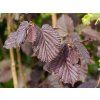 Corylus maxima Purpurea